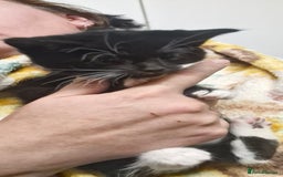 Mixed Breed cats for sale: Kittens ready for new homes - Image 3