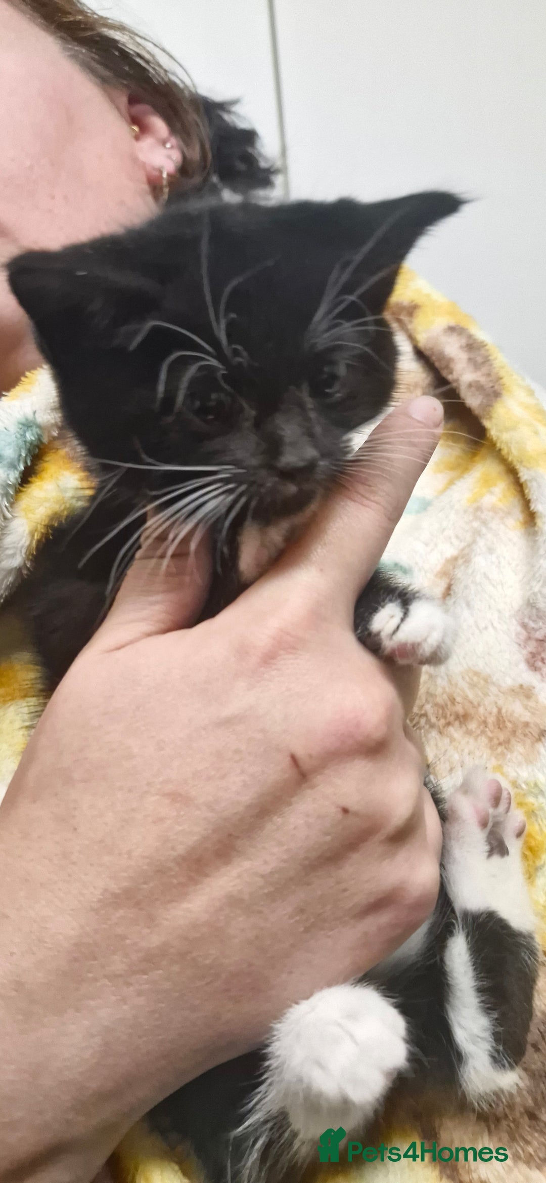 Mixed Breed cats for sale: Kittens ready for new homes - Image 3