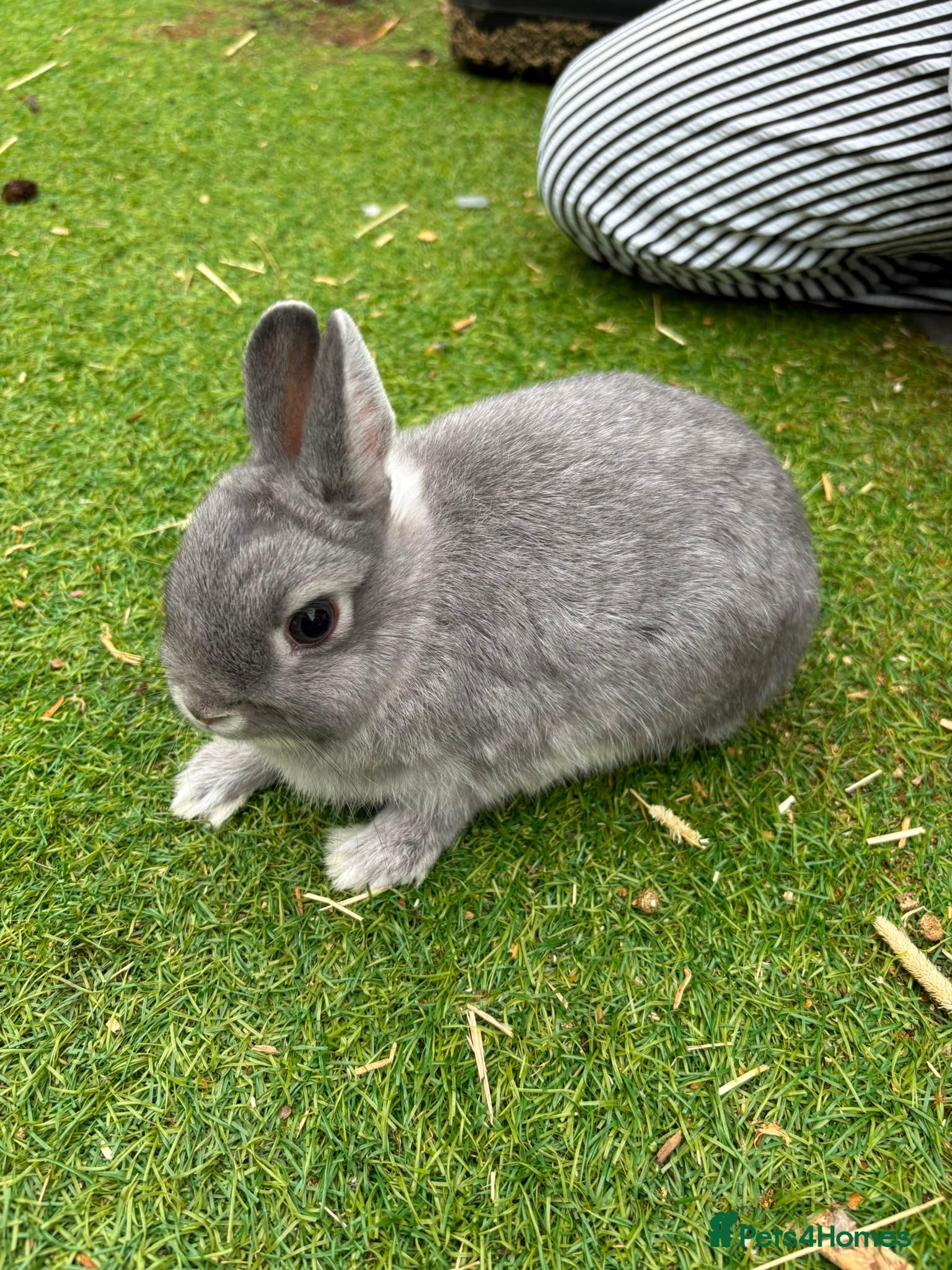 Netherland Dwarf rabbits     🐰 Quality BRC Ringed Netherland Dwarf Bucks🐰 - Advert 3