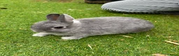 Netherland Dwarf rabbits for sale:     🐰 Quality BRC Ringed Netherland Dwarf Bucks🐰 - Advert 1