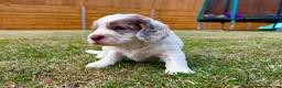 Cockapoo dogs for sale: Beautiful Cockapoo Babies 🐾🐾🐾 - Advert 22