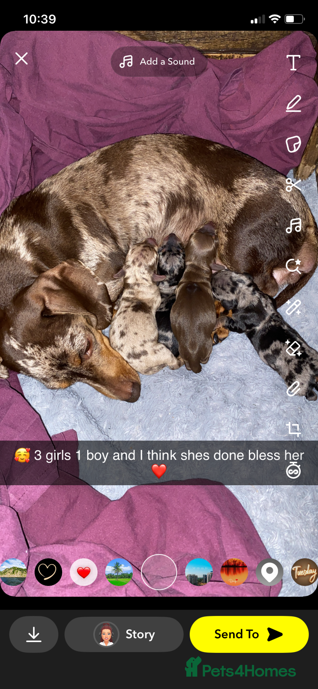 Miniature Dachshund dogs for sale: Miniature dachshund  - Image 1
