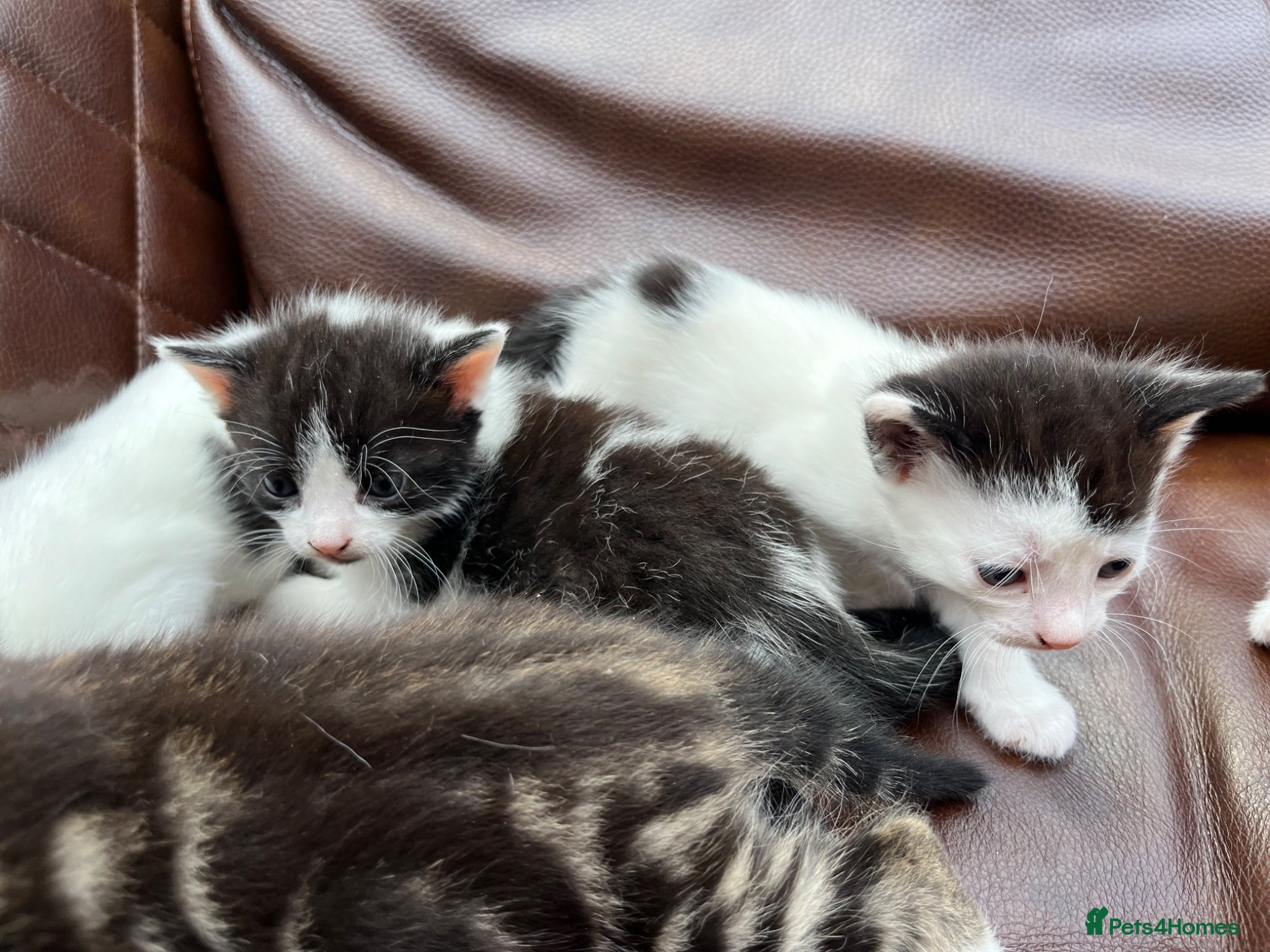 Mixed Breed cats 4 black and white kittens for sale  - Advert 1