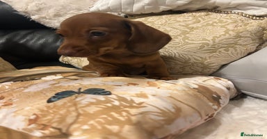 Miniature Dachshund dogs - Advert 14