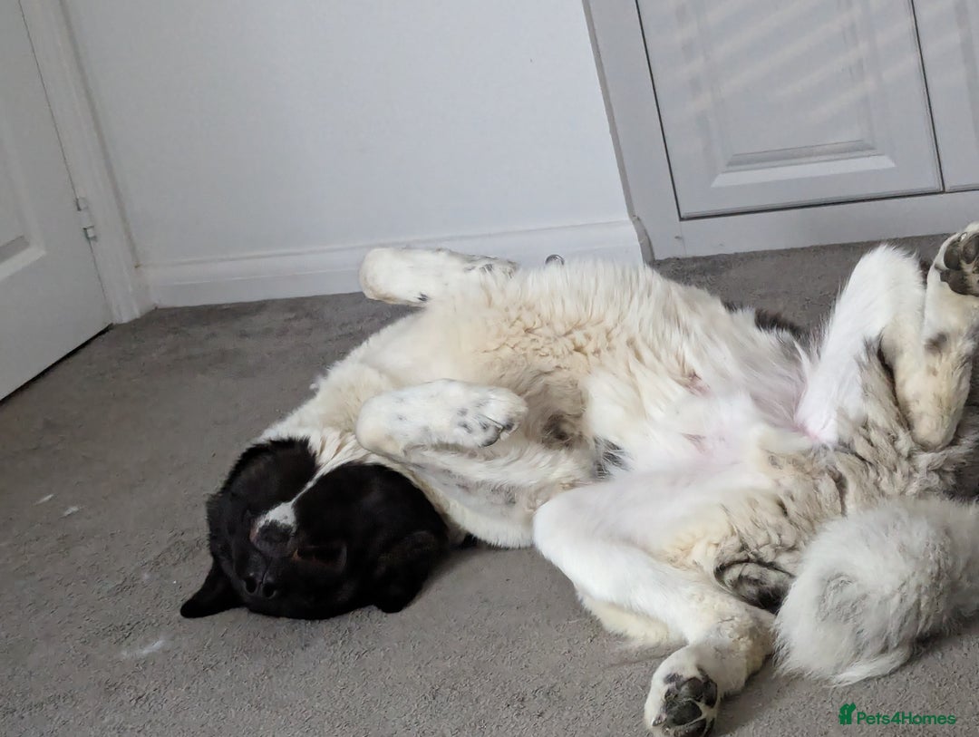 Akita dogs for sale: Zeus looking for his forever home - Advert 13