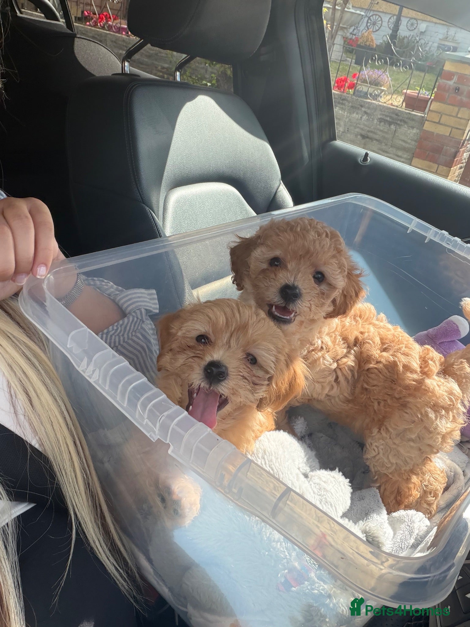 Maltipoo dogs 🐶  Toy Maltipoos READY TO GO  🐶  - Advert 2