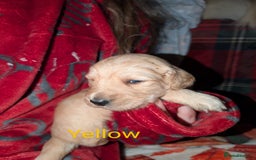 Goldendoodle dogs for sale: So cute standard golden doodles  - Image 18