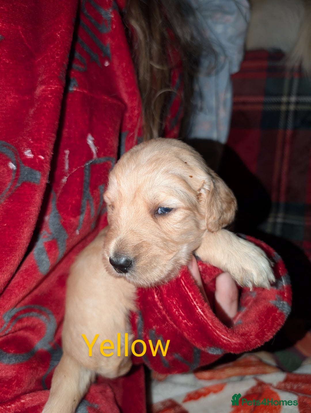 Goldendoodle dogs for sale: So cute standard golden doodles  - Image 18