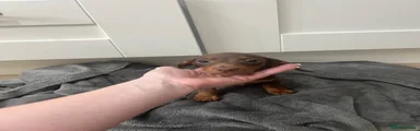 Miniature Dachshund Puppy Blue Collar