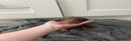 Miniature Dachshund dogs for sale: KC Registered Miniature Dachshund girls - Advert 14