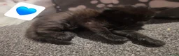 Mixed Breed cats for sale: Kittens looking for new homes 💙❤️ in Northampton - Advert 2