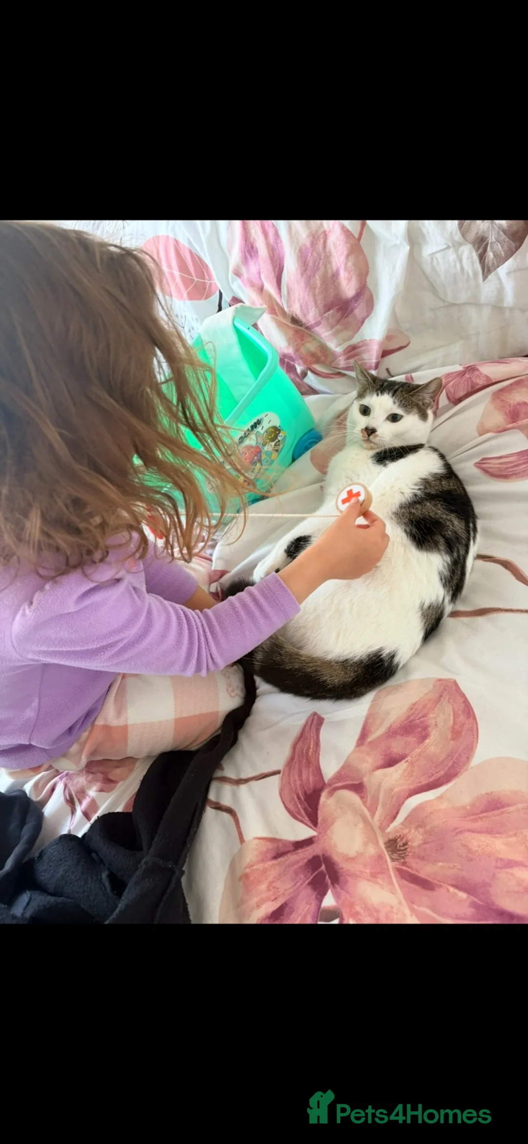 Domestic Shorthair cats for sale: Cat for sale in Canterbury - Advert 4