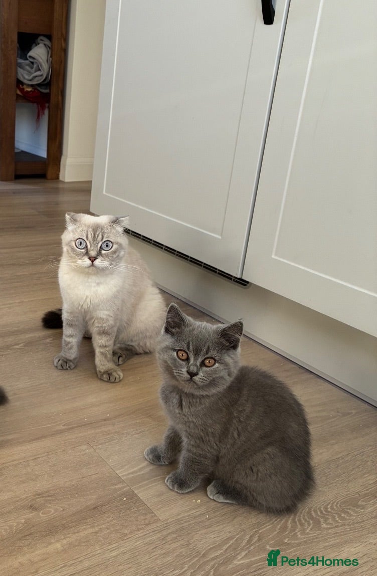 Scottish Fold cats Beautiful Scottish Fold Kittens - Advert 1