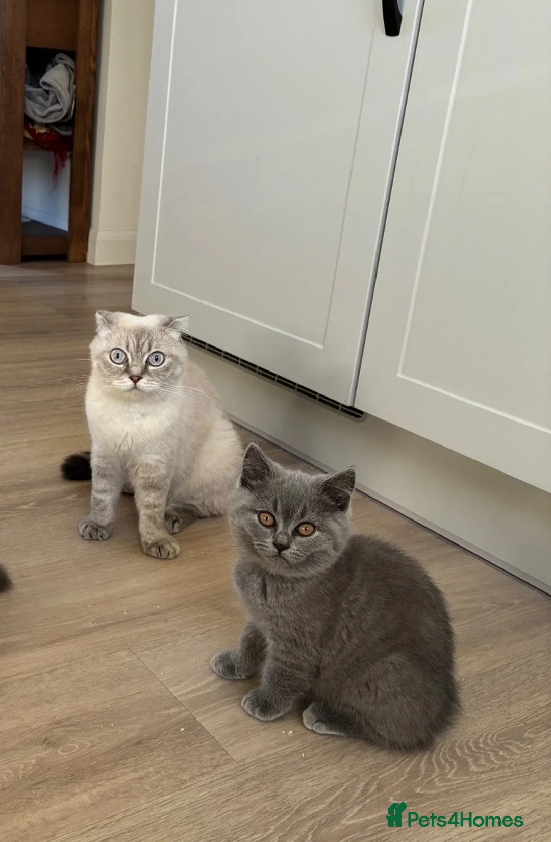 Scottish Fold cats for sale: Beautiful Scottish Fold Kittens - Advert 1