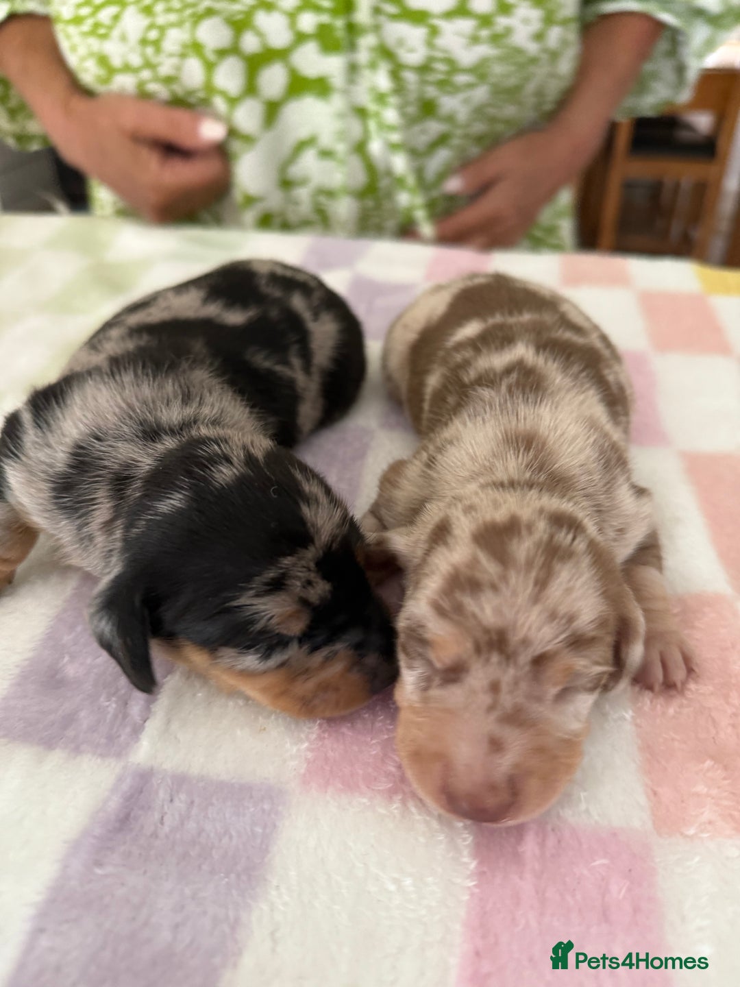 Miniature Dachshund dogs for sale: BEAUTIFUL MINIATURE DACHSHUNDS K.C REG!! - Image 4
