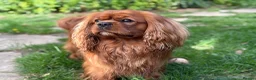 Cavalier King Charles Spaniel dogs for stud: KC Reg Health Tested Proven Cavalier King Charles - Advert 4