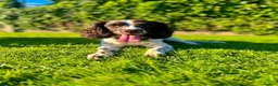 English Springer Spaniel dogs for sale: English springer spaniel boy - Advert 4