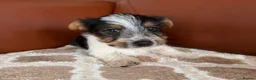 Mixed Breed dogs for sale: Yorkshire terrier X Jack Russell in Harlow - Advert 7