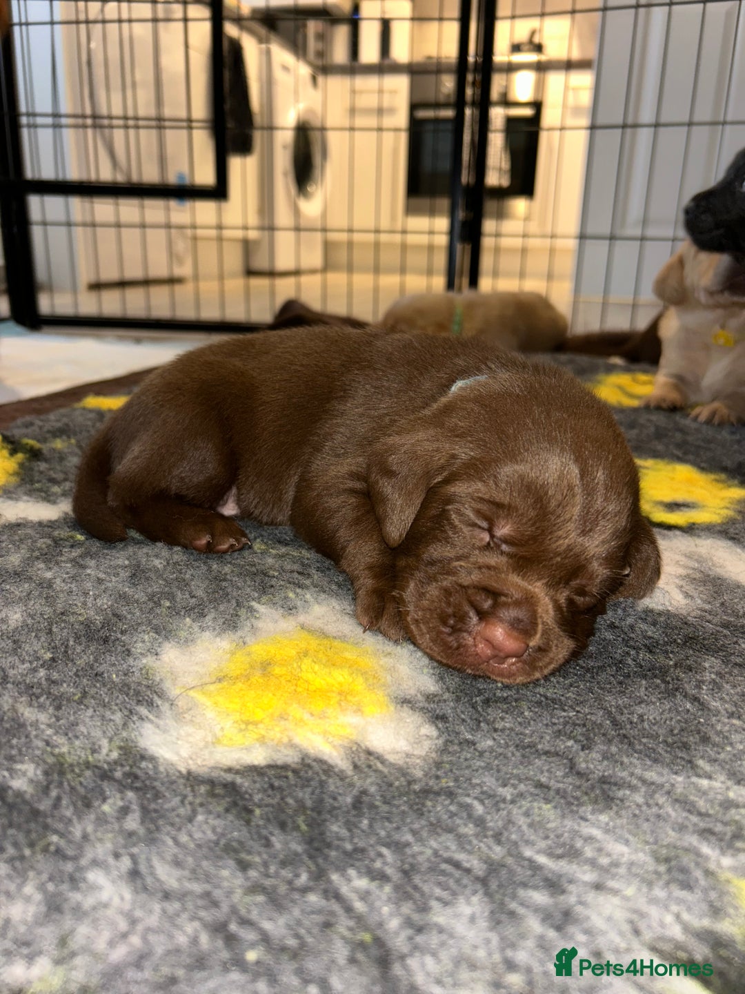 Labrador Retriever dogs for sale: Labrador puppies  - Image 26