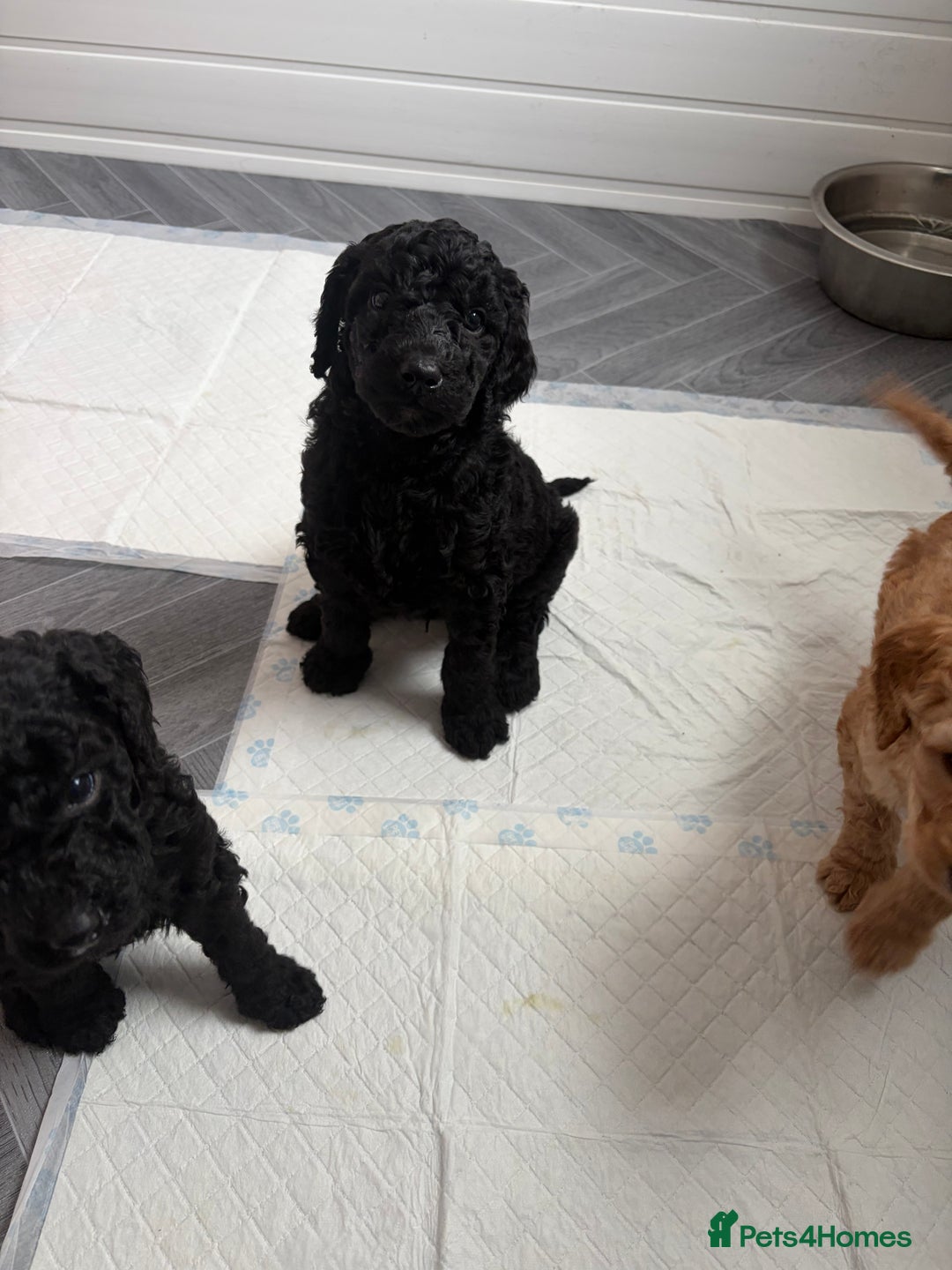 Standard Poodle dogs for sale: KC Registered standard poodle puppies  - Advert 3