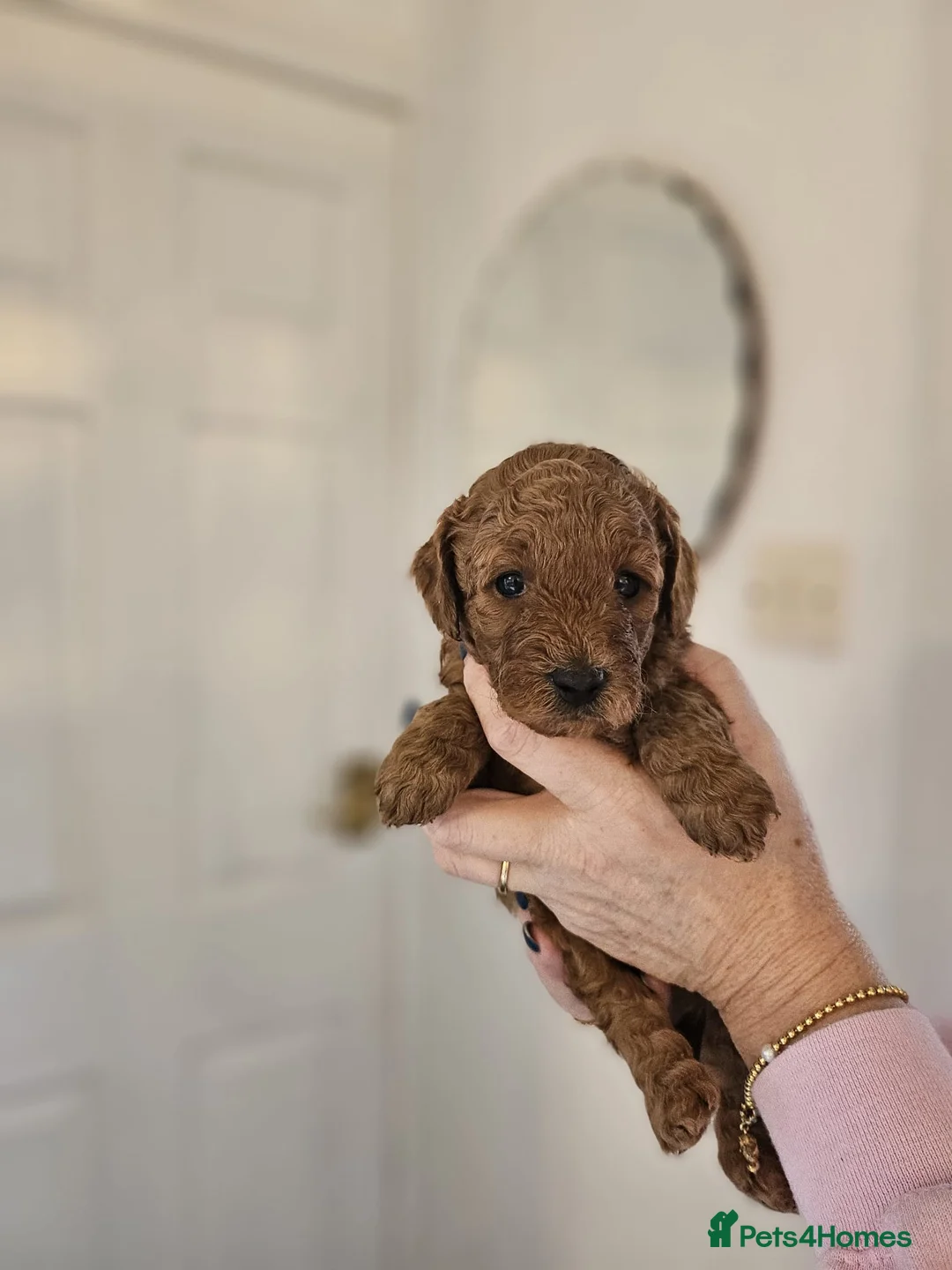 Mixed Breed dogs for sale: F1B Cockapoo Puppies – KC Toy Poodle Sired in Halifax - Advert 30