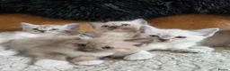 Ragdoll cats for sale: Beautifull Ragdoll Kittens - Advert 12