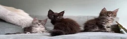 Maine Coon cats for sale: 3 Gorgeous TICA Registered Mainecoon kittens  - Advert 4