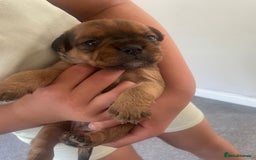 Mixed Breed dogs for sale: French bull dog x jack russel - Image 2
