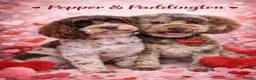Cockapoo dogs for sale: F1b Cockapoos due 24th May - Advert 2