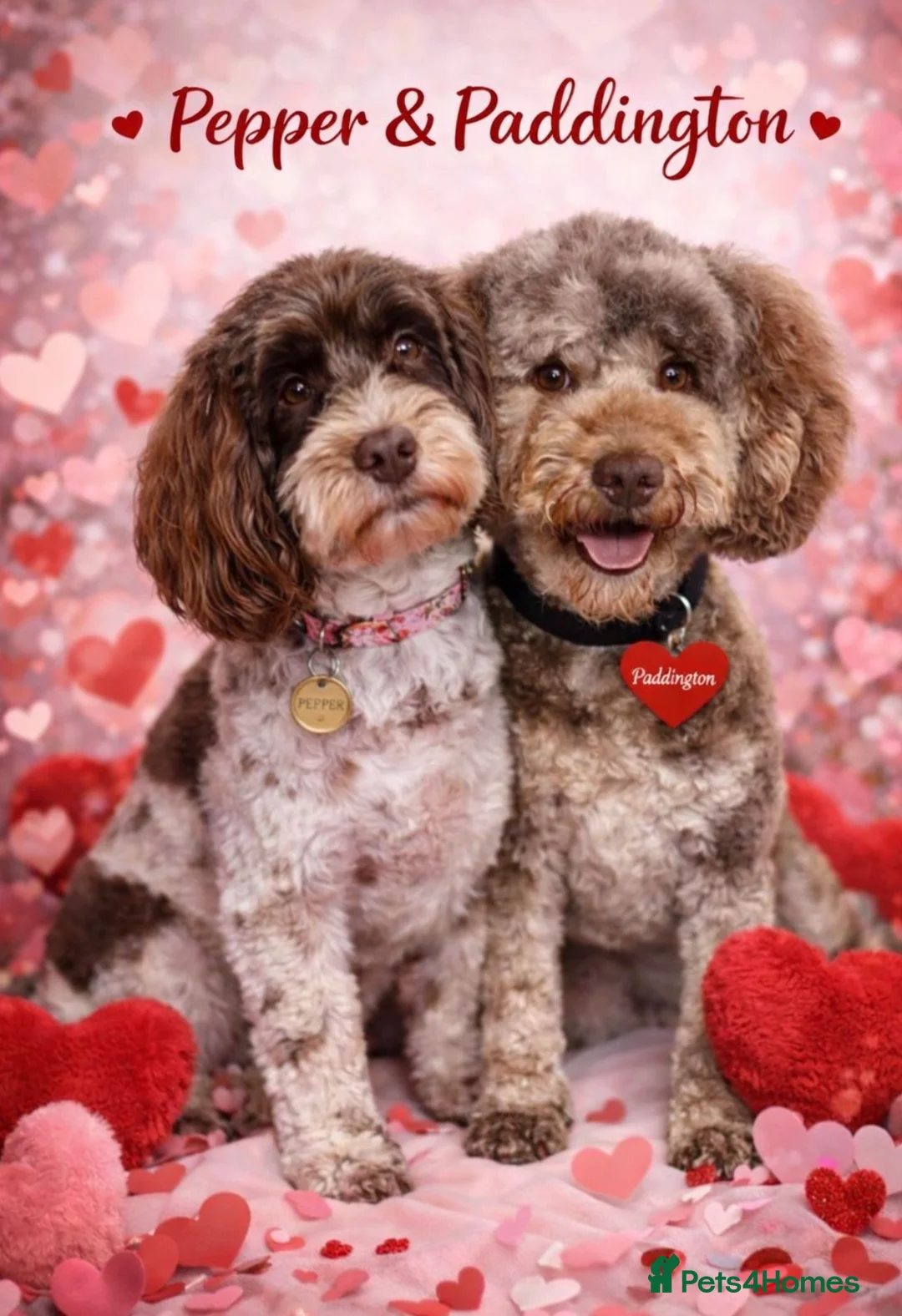 Cockapoo dogs for sale: F1b Cockapoos due 24th May - Advert 2