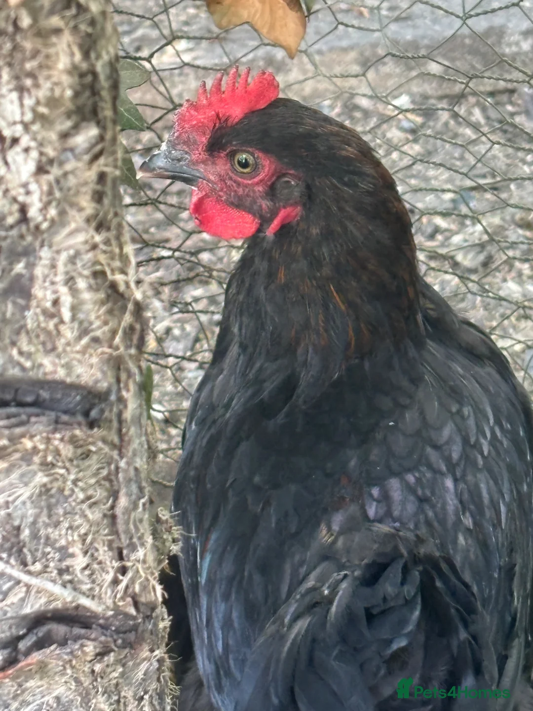Chickens poultry for sale: Blue Maran cockerel  in Saffron Walden - Advert 2