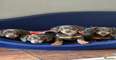Miniature Dachshund dogs - Advert 16