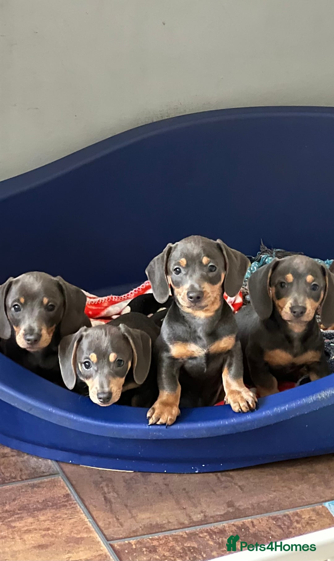 Miniature Dachshund dogs for sale: *** Stunning Blue and tan girlies *** - Image 2