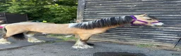 Irish Cob horses for sale: 10 month old Buckskin Gypsy cob in Stevenage - Advert 2