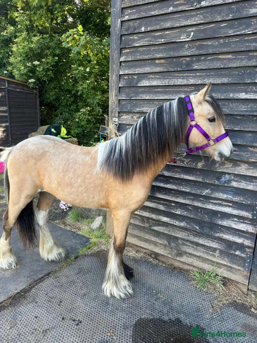 Irish Cob horses for sale: 10 month old Buckskin Gypsy cob in Stevenage - Advert 2