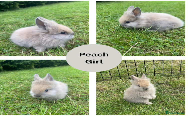 Lionhead rabbits - Advert 1