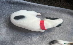 Jack Russell dogs for sale: Beautiful Jack Russell puppies for sale - Image 12