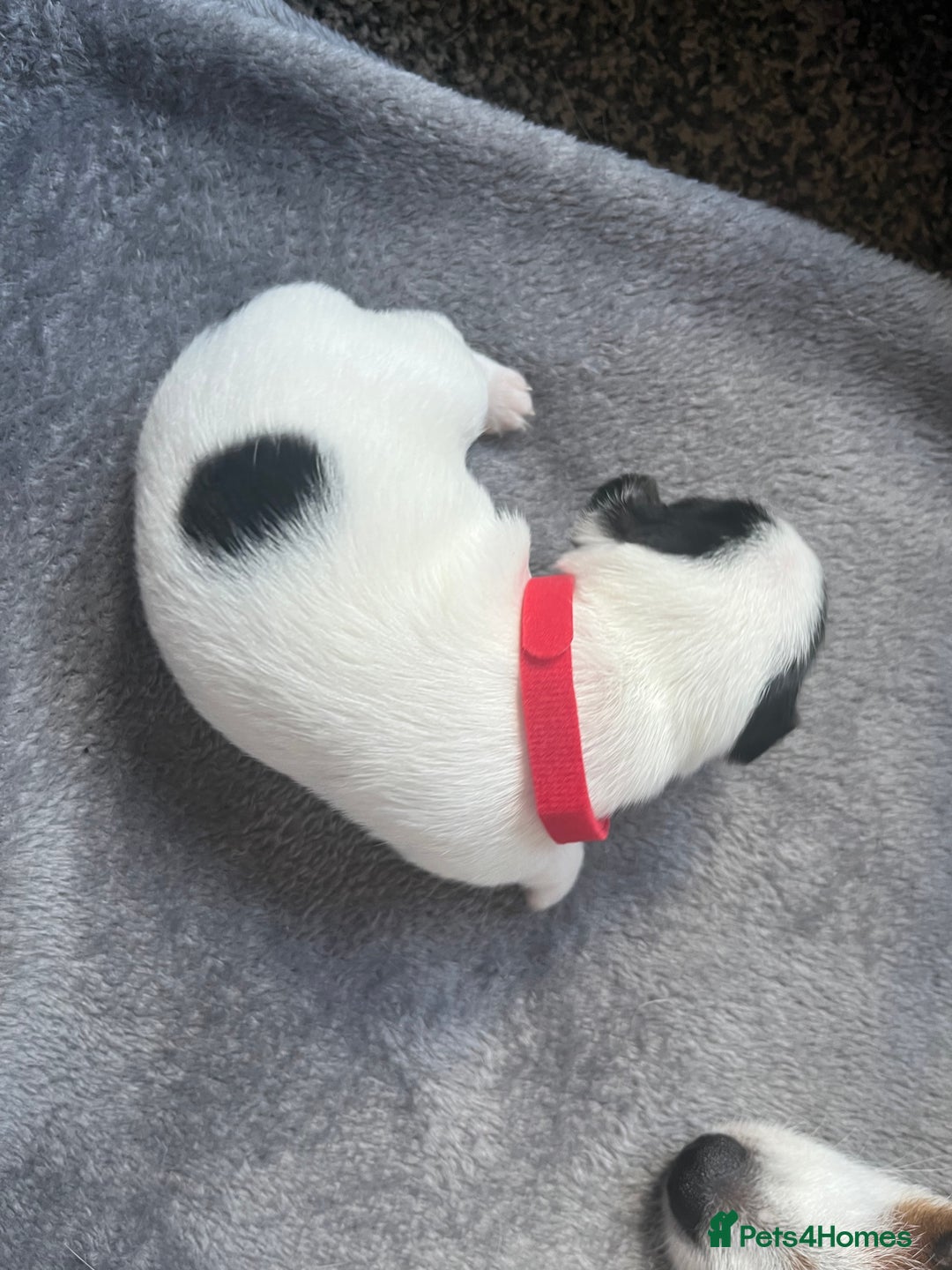 Jack Russell dogs for sale: Beautiful Jack Russell puppies for sale - Image 12