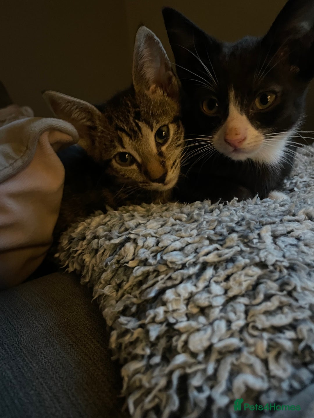 Siamese cats for sale: Siamese mix ragamuffin kitten tabby girl  - Image 3
