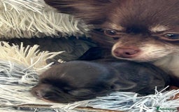 Chihuahua dogs for sale: Chihuahua teacup - Image 29