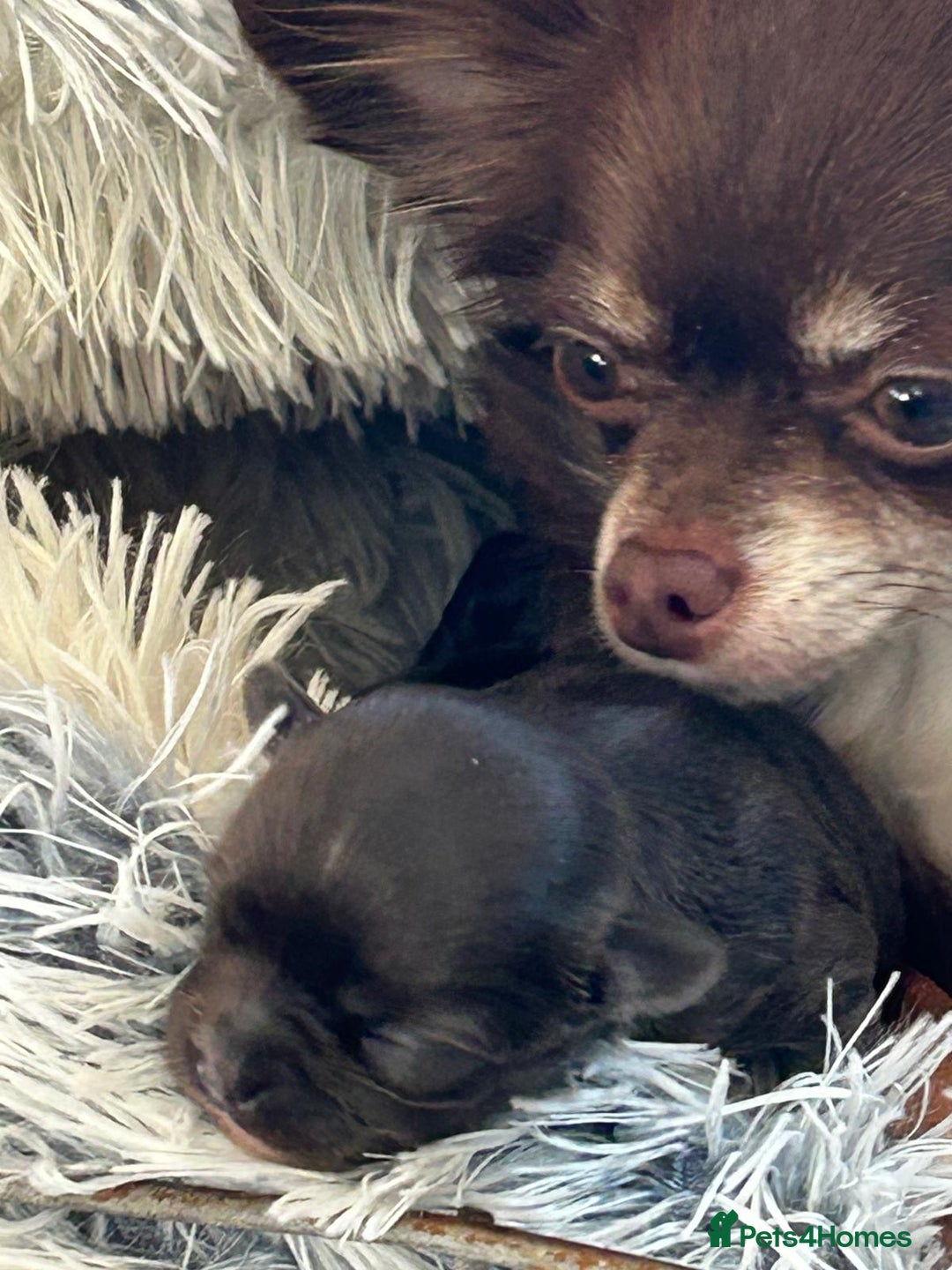 Chihuahua dogs for sale: Chihuahua teacup - Image 29