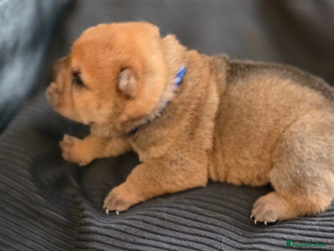 Mixed Breed dogs for sale: Chow Pei puppies - Advert 12