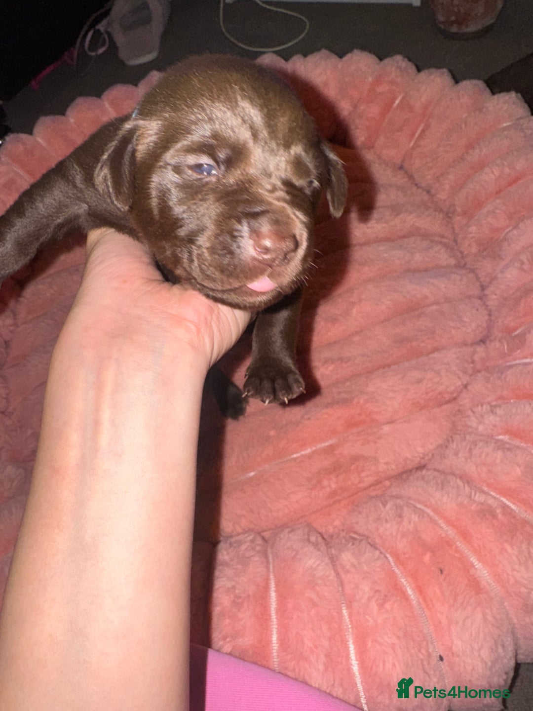 Mixed Breed dogs for sale: Shar Pei cross breed X Labrador Puppies  - Advert 18
