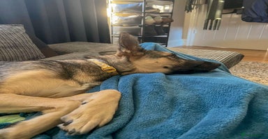 Mixed Breed dogs FREYA - Looking for a loving, supportive home. - Advert 2