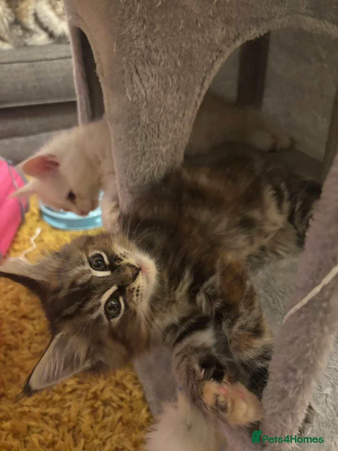 Maine Coon cats for sale: 3 Maine coon kittens looking for a loving home  - Advert 11