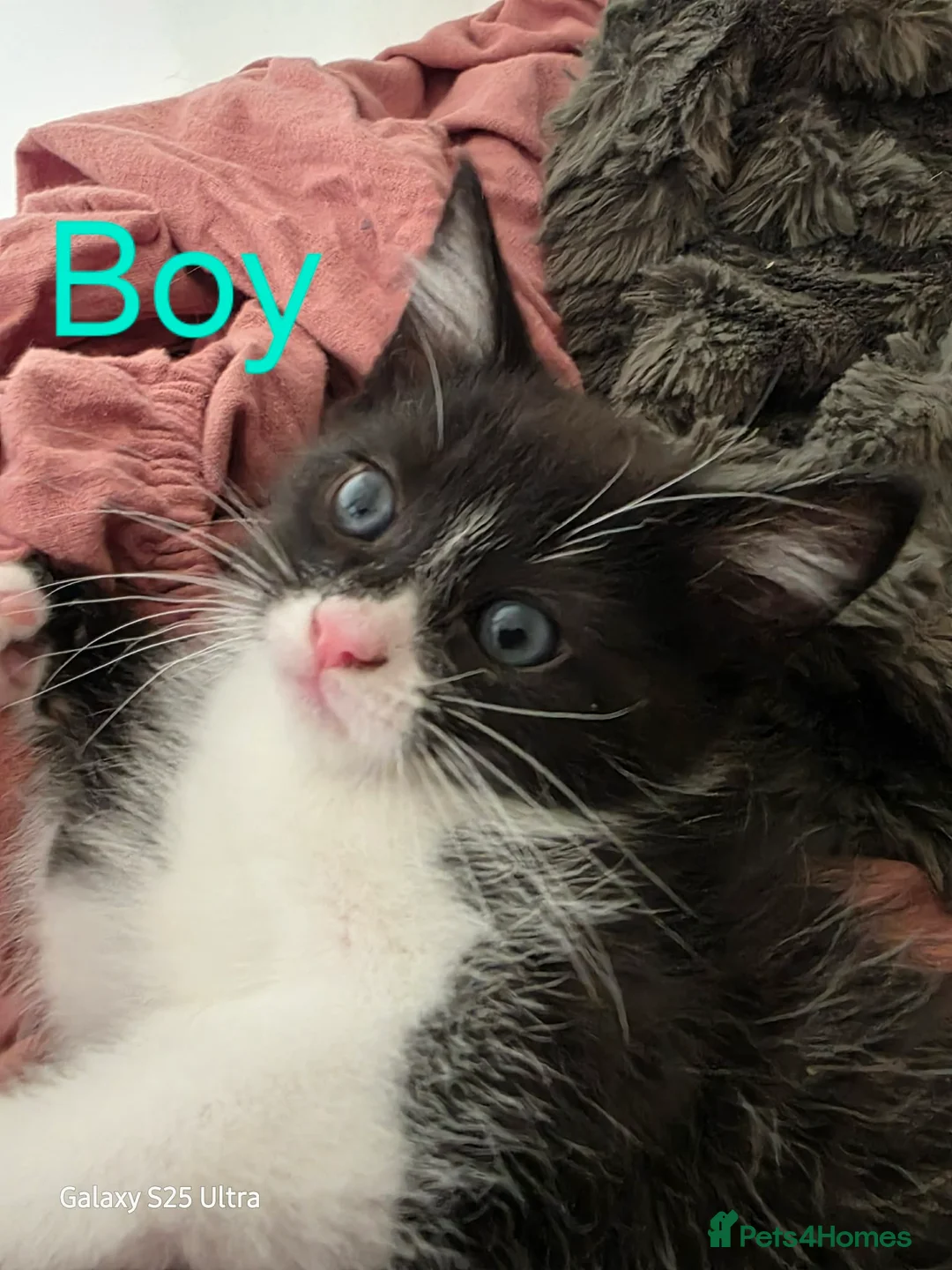 Mixed Breed cats for sale: Beautiful kittens for sale  in Glasgow - Advert 2