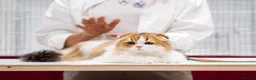 Scottish Fold cats for sale: Beautiful show quality scottish fold boys - Advert 1