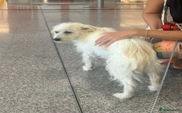 Cairn Terrier dogs for sale: Libby - A Gentle Rescue Terrier Mix 💕 - Image 5