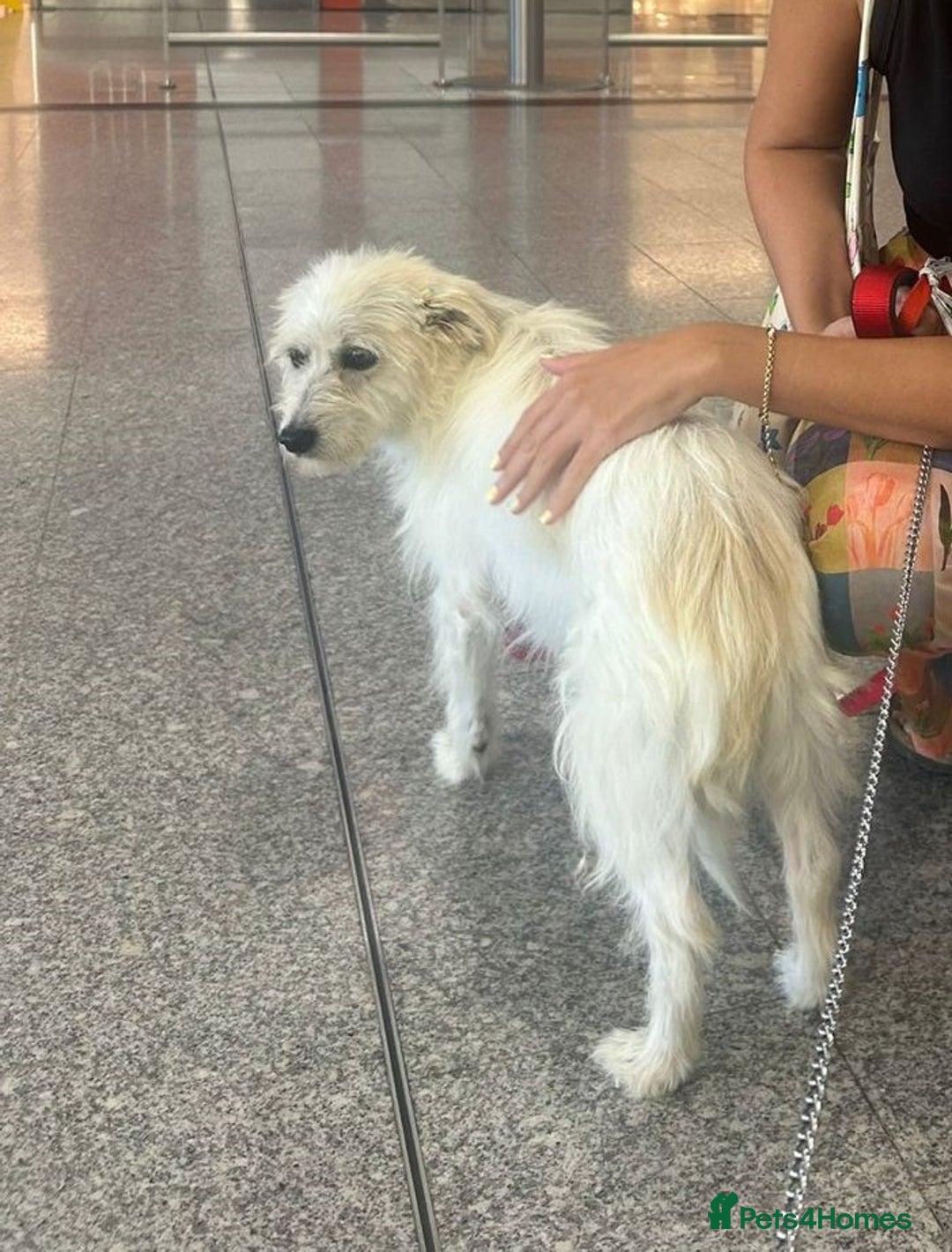 Cairn Terrier dogs for sale: Libby - A Gentle Rescue Terrier Mix 💕 - Image 5