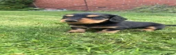 Miniature Dachshund dogs for sale: Miniature long haired dachshunds - Advert 12